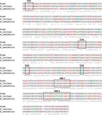 Functional Expression and Characterization of Tetrachloroethene Dehalogenase From Geobacter sp.